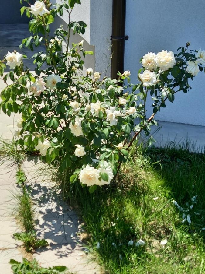 Fruskogorska Idila Apartmani Връдник Екстериор снимка